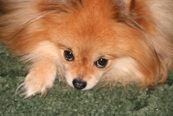 IMAGE: http://i119.photobucket.com/albums/o121/ACEHOLE-MOD/TBear.jpg