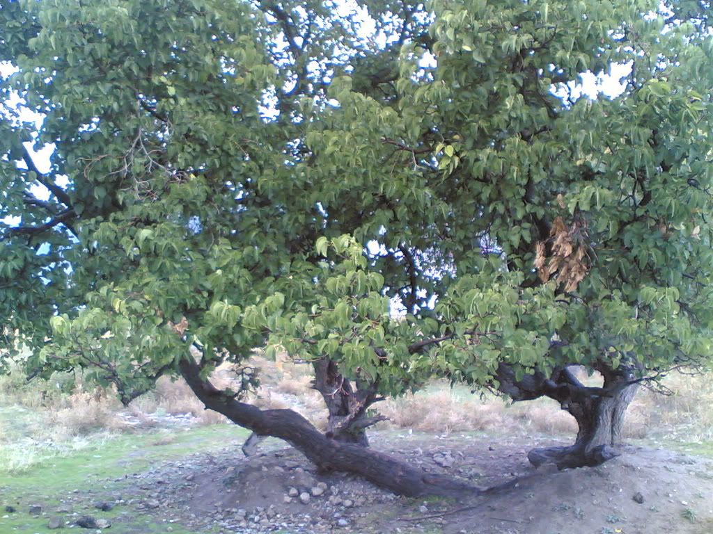 eKoN005.jpg