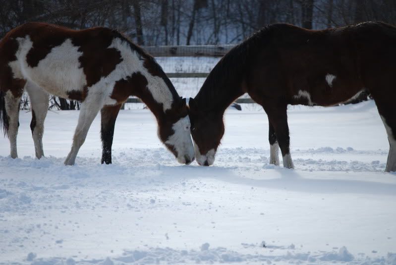 Horse love