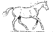 loping horse 2