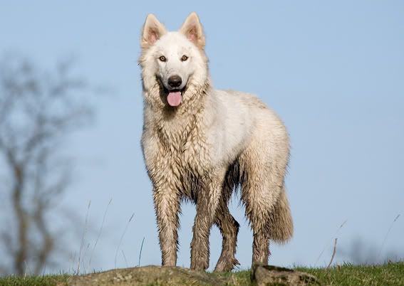 LOLATHENORTHERNINUITGC07CALFORWEB