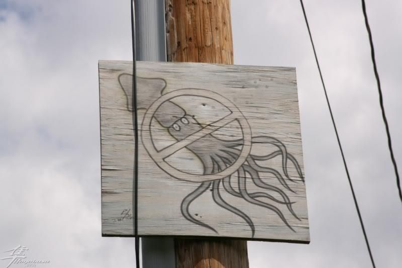 squid-1.jpg