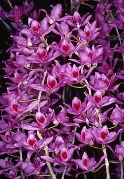 Philippines Orchids