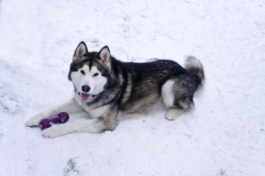 IMAGE: http://i119.photobucket.com/albums/o126/Oak-Street-Imaging/PotN/web1.jpg