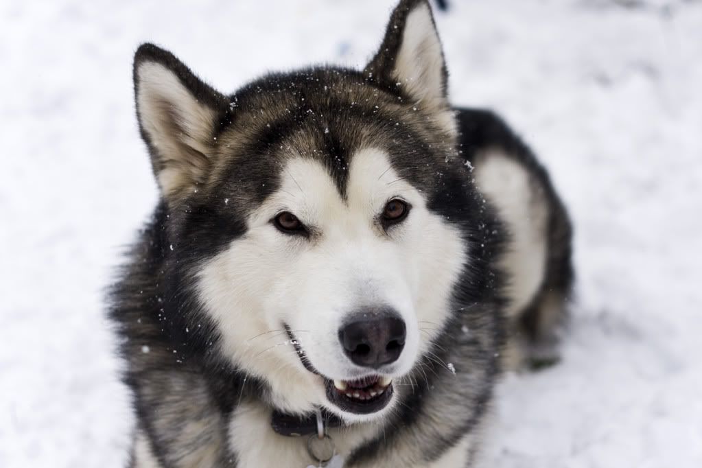 IMAGE: http://i119.photobucket.com/albums/o126/Oak-Street-Imaging/PotN/web2.jpg