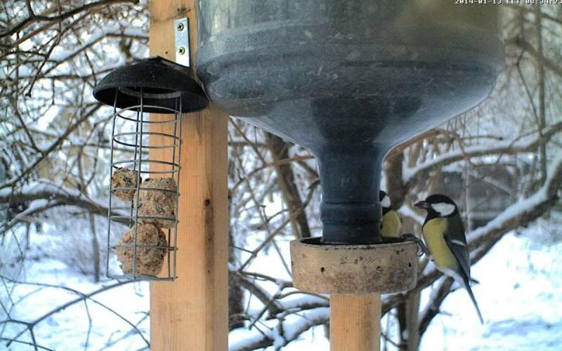 Small Bird Feeder Webcam Forum 2014 Page 6 Looduskalender