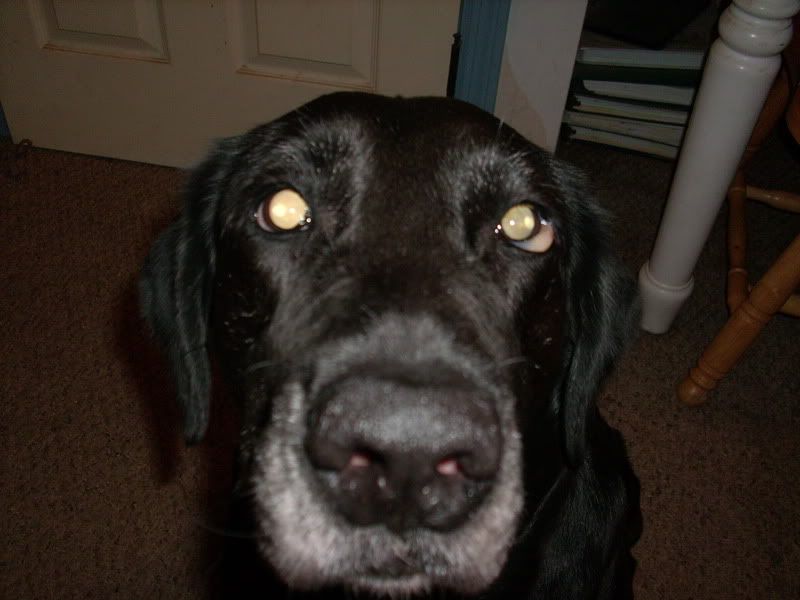 Eye problem in my Labrador Maltese Dogs Forum Spoiled Maltese Forums