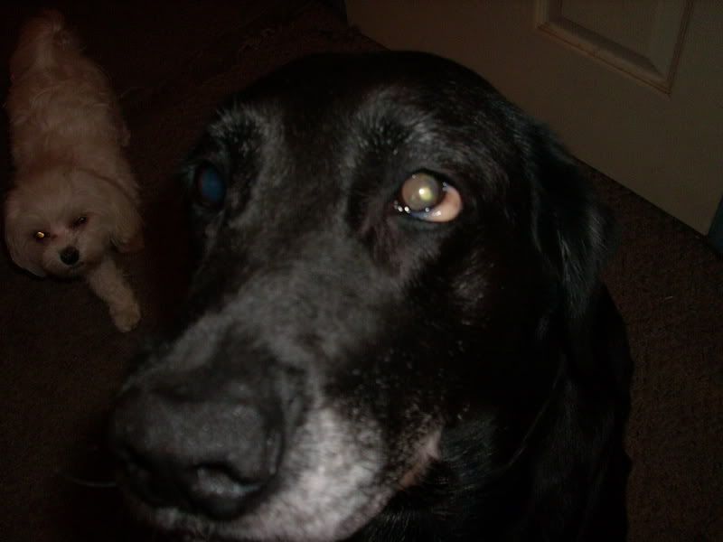 Eye problem in my Labrador Maltese Dogs Forum Spoiled Maltese Forums