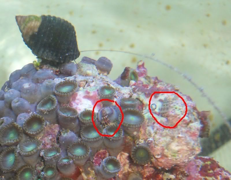 Are these snails eating my zoas? The Reef Tank