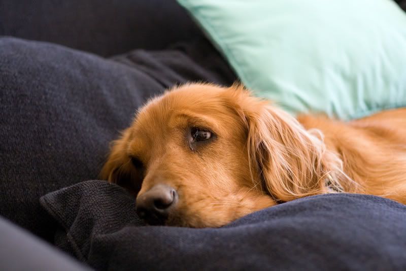 IMAGE: http://i119.photobucket.com/albums/o129/whakojacko/restingtime.jpg