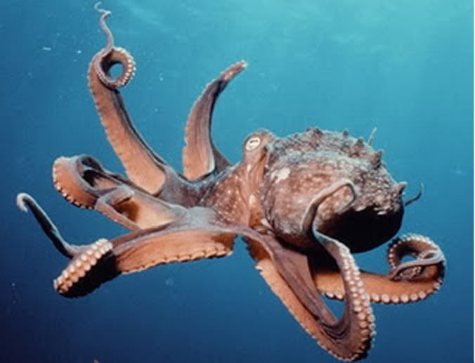[Image: octopus.jpg]