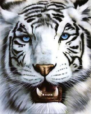 white tiger