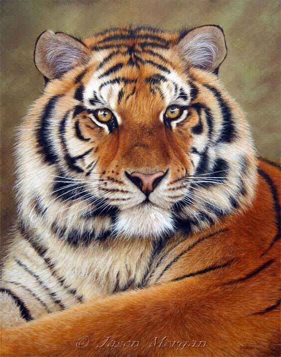 Siberian tiger
