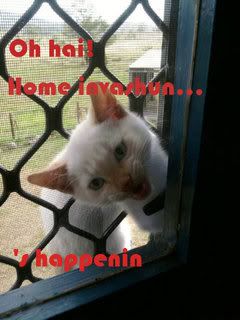 home invasion cat