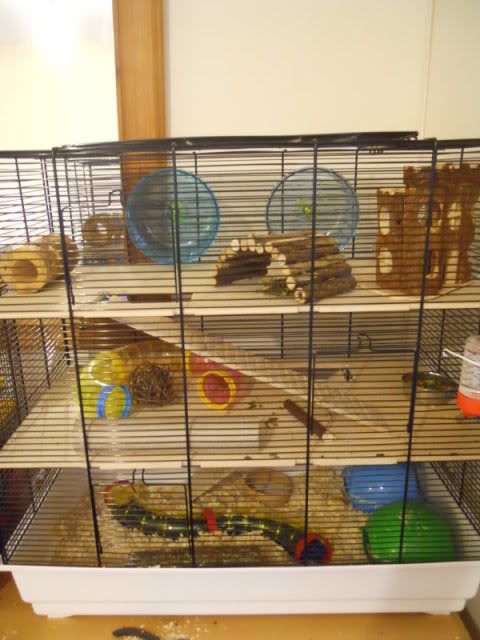 biggest hamster cage ever