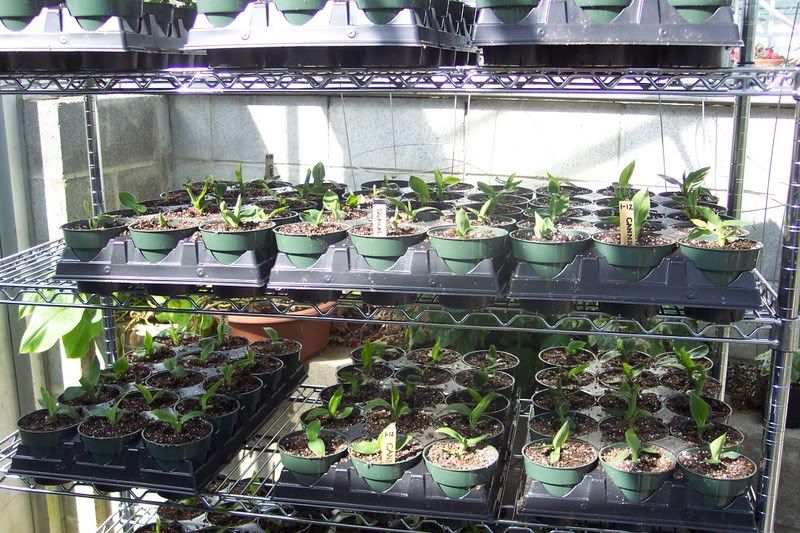 Canna seedlings.