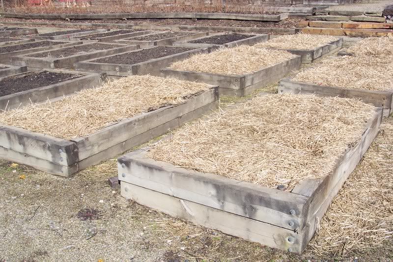 Garlic beds with straw mulch.