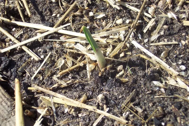 Garlic shoot growing in frozen soil.