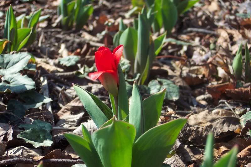 First tulip.