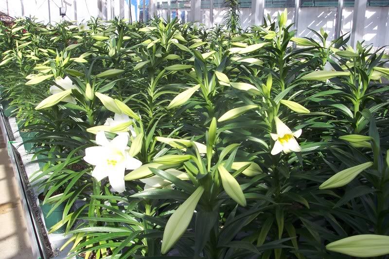 Lilies in the greenhouse