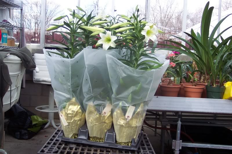 Lilies with wrapping