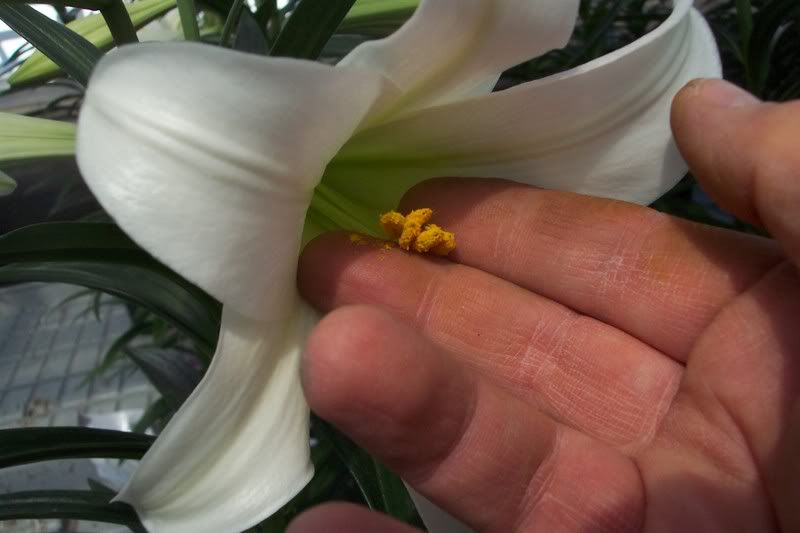 Easter Lily anthers