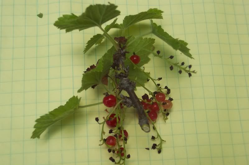 Red Currants