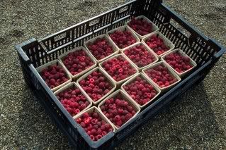 Pints of raspberries