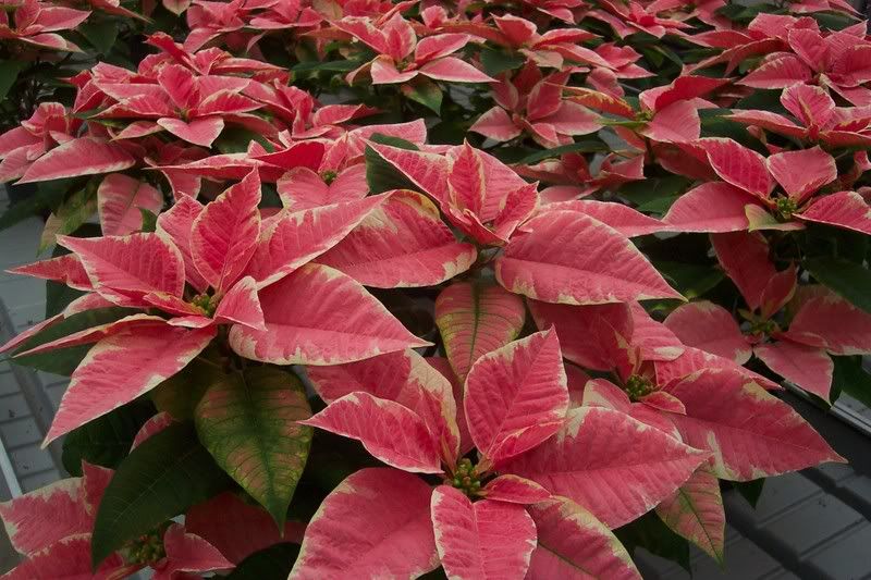 Marblestar Poinsettia