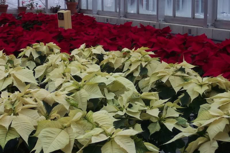 Greenhouse Poinsettias