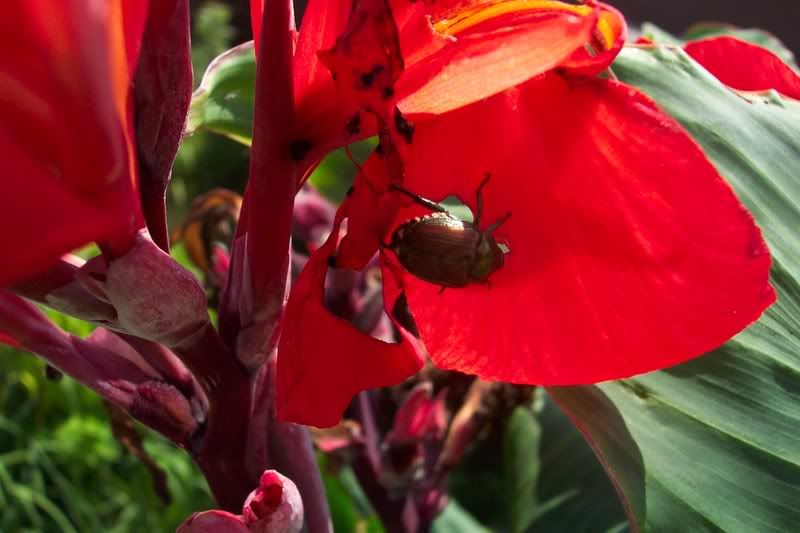Japanese Beetle on Canna Blossom
