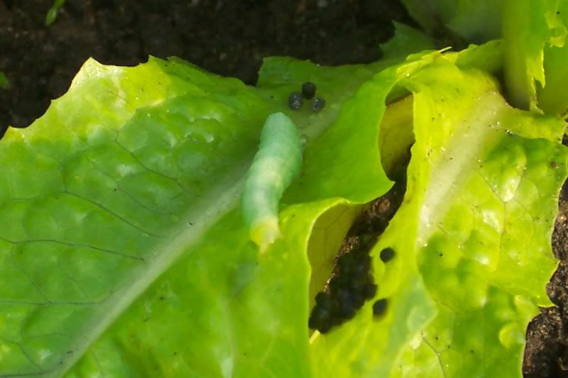 Cabbage Looper on lettuce