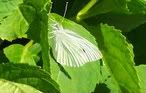 Cabbage Butterfly