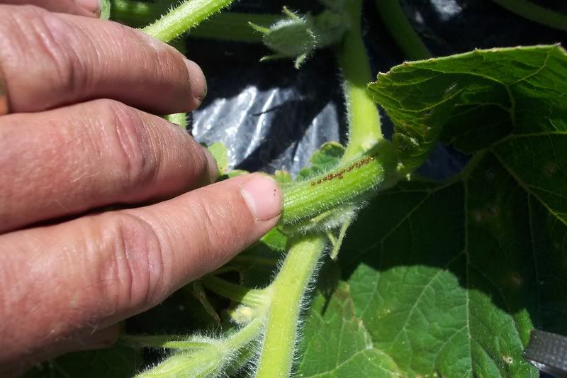 Eggs On Stem