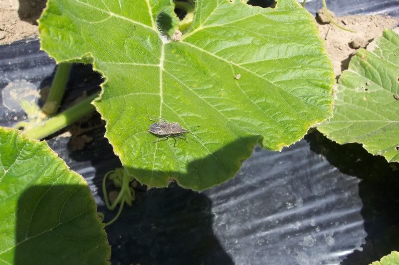 Female Squash Bug