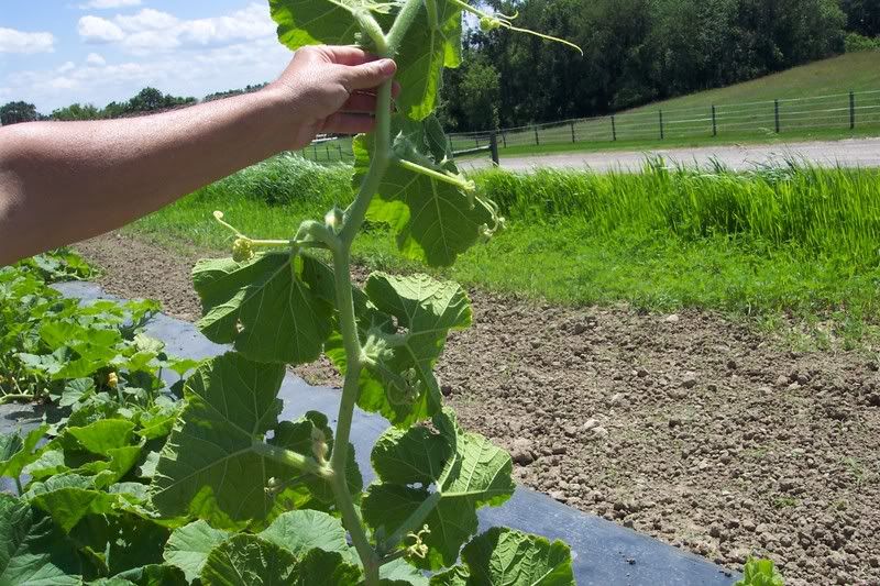 Pumpkin Vines