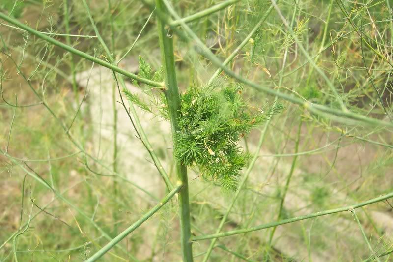 Asparagus Witch's Broom