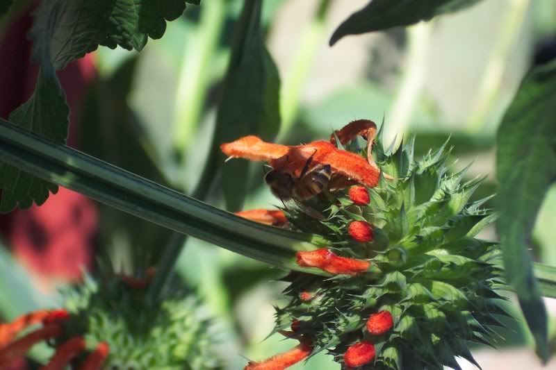 Honey bee on Leonotis.