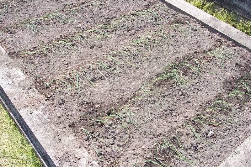 Newly planted onion transplants