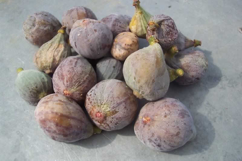 Fig harvest