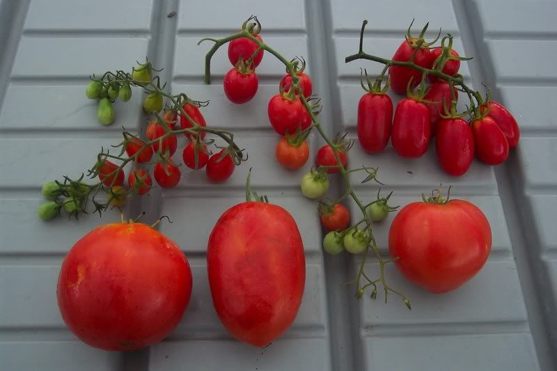 Tomatoes 2007