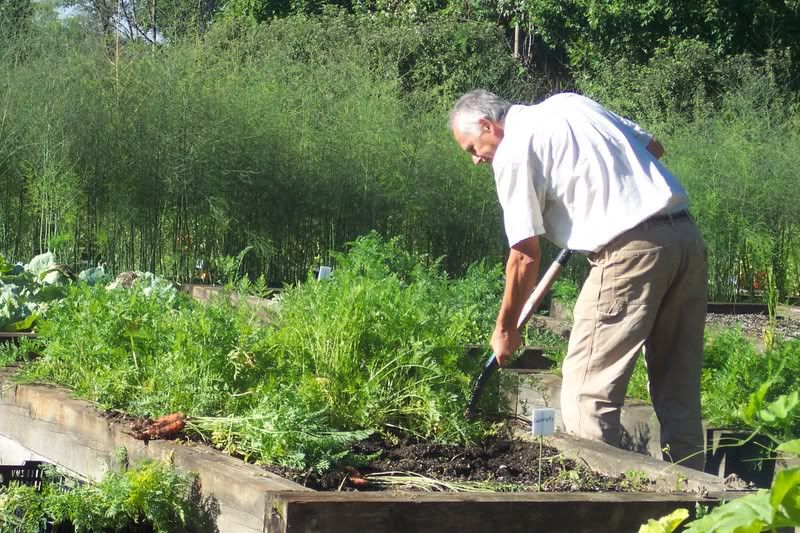 Bob digging carrots out of raised bed.