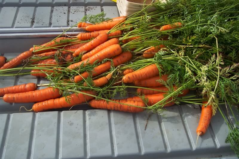 Pile of newly harvested carrots.