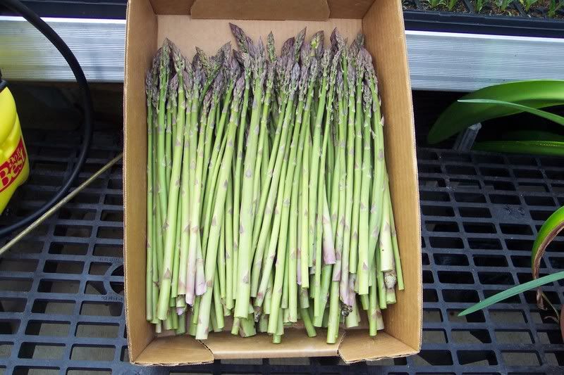 Box of asparagus
