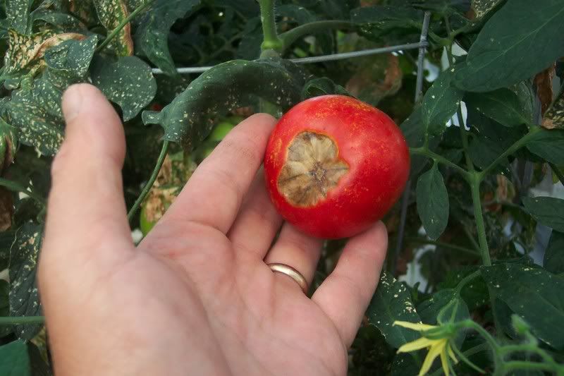 Tomato Blossom End Rot