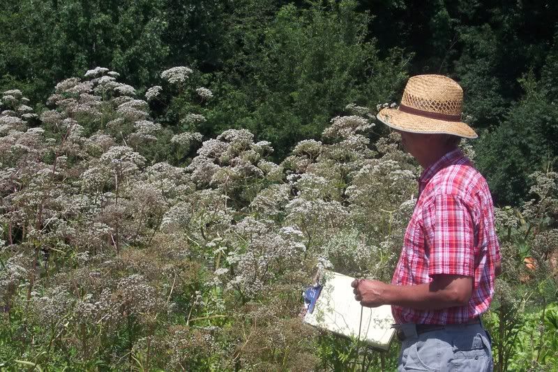 Valerian in full flower