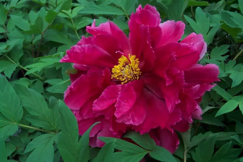A Peony already in bloom