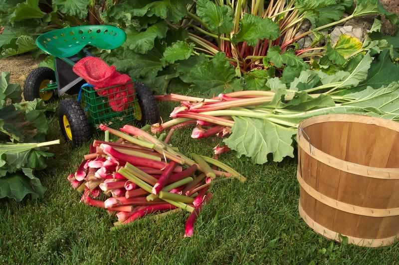 Rhubarb Harvest