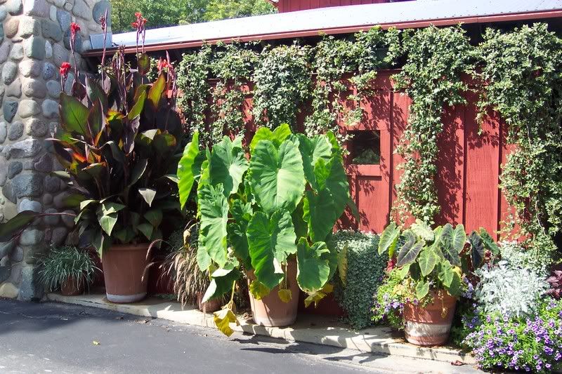 Pots of plants against a bare building wall