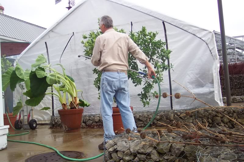 Spraying off insects outdoors in January